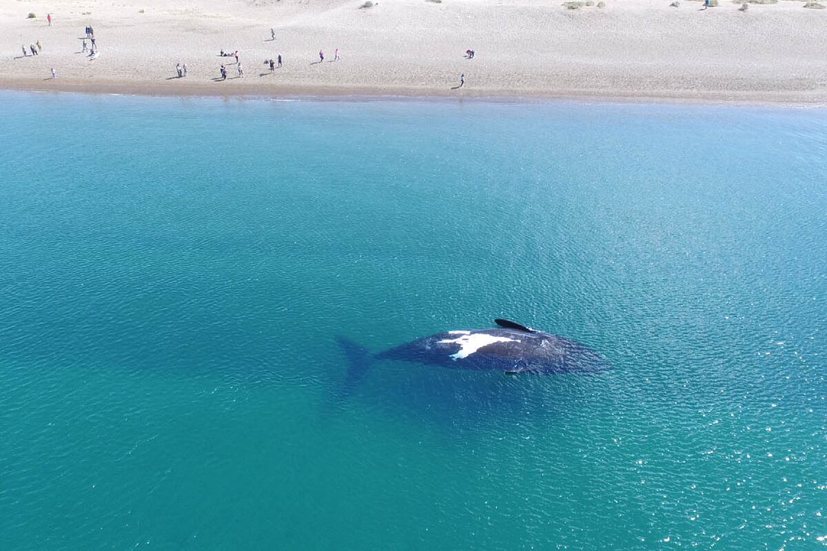 Avistaje de ballenas, Chubut.