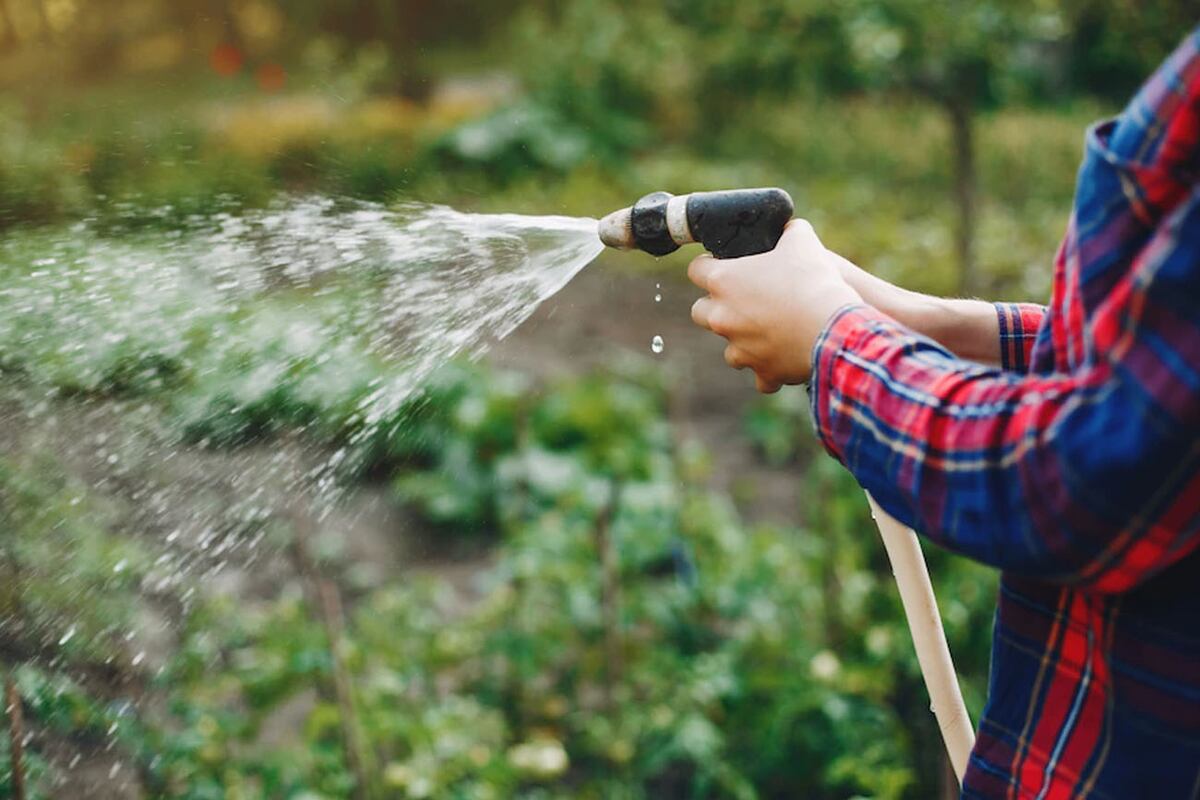 La primavera es un buen momento para mover la tierra, agregar sustrato e intensificar el riego. Foto: Freepik / Aguas Cordobesas.