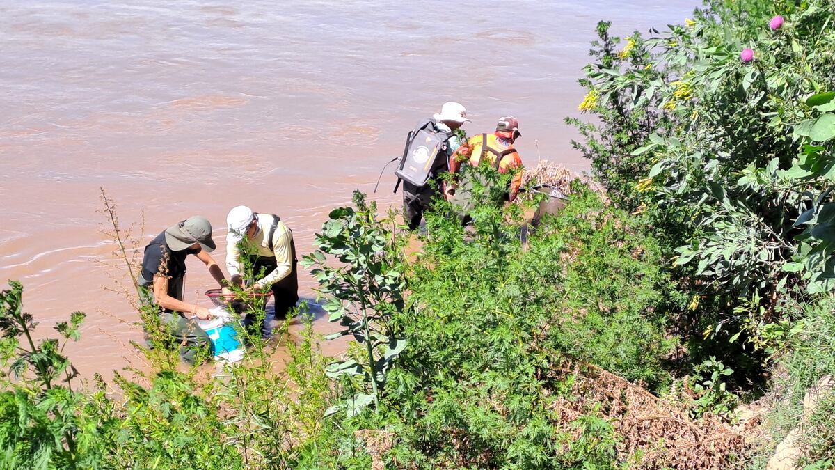 Sur de Córdoba. Estudio de la UNRC revela las especies de peces que habitan en la cuenca del río Cuarto (Gentileza).