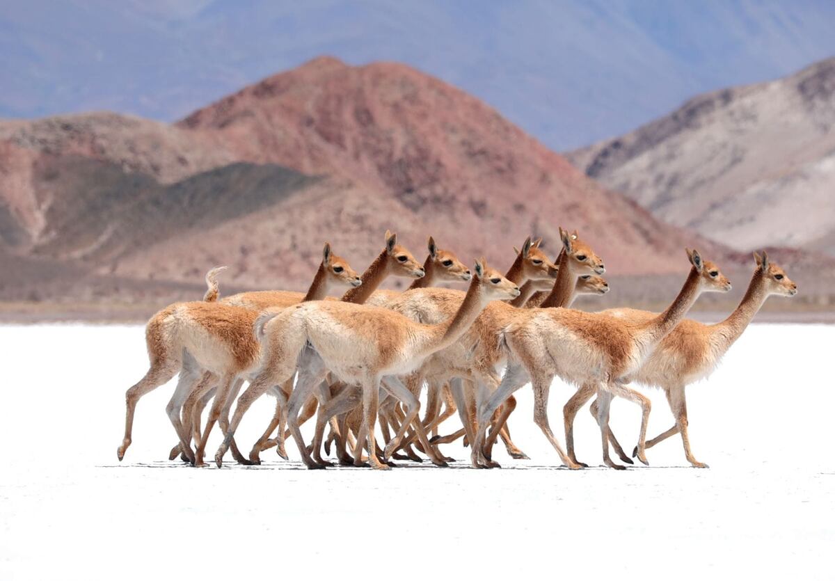 Laguna Brava, un destino para conocer en La Rioja. (Foto: Turismo Nación)