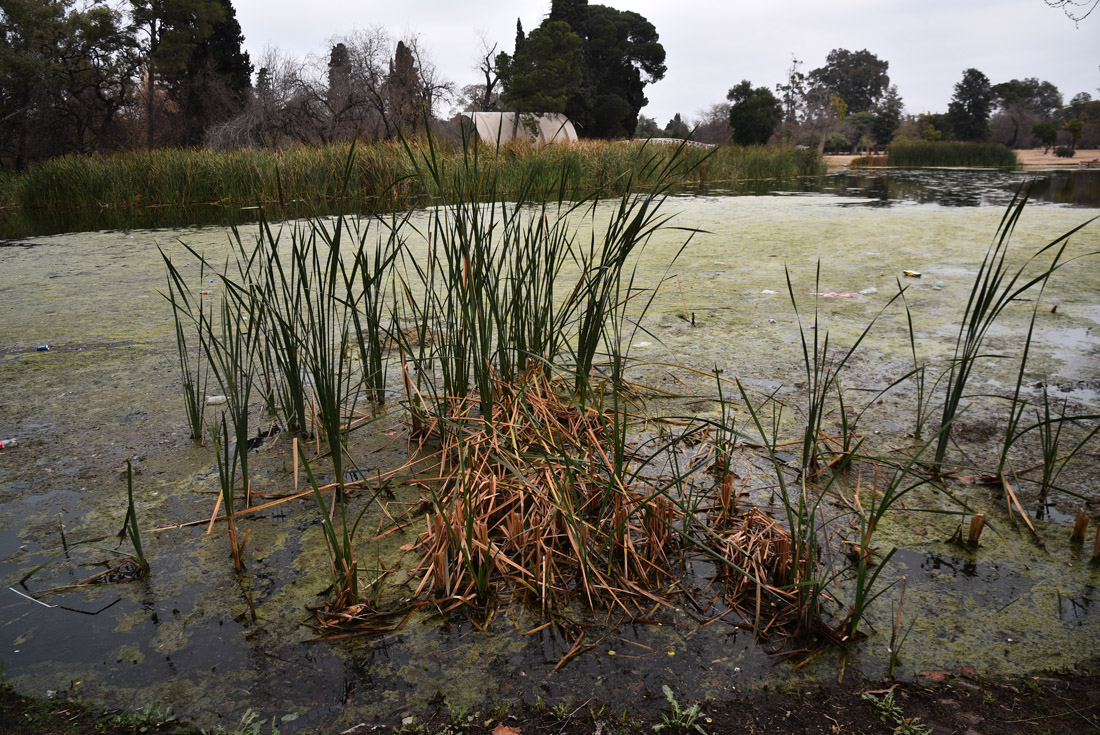 Estado del lago del parque Sarmiento.
(Pedro Castillo / La Voz)
