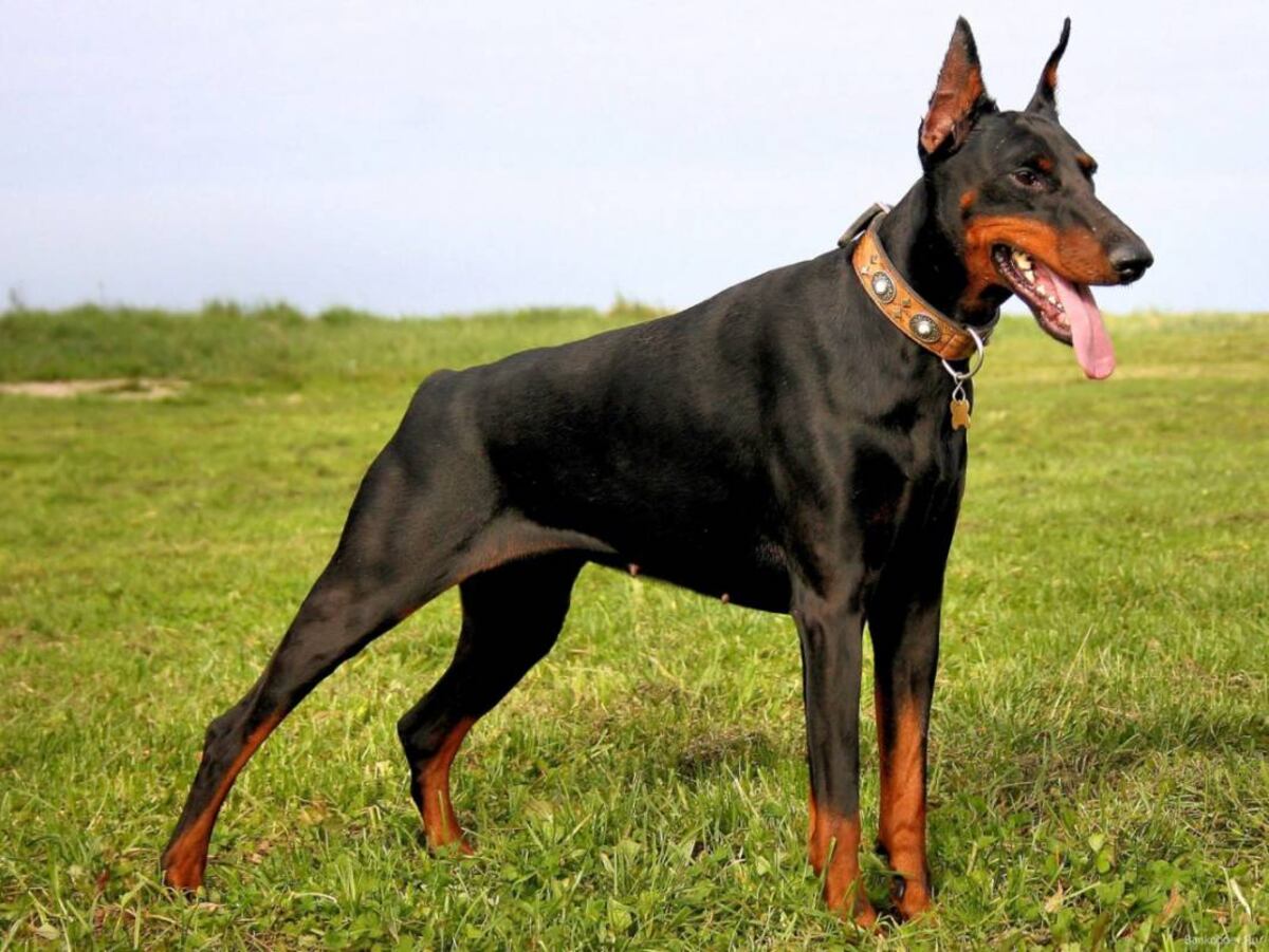 Los pretales son una mejor opción para los paseos de tu perro