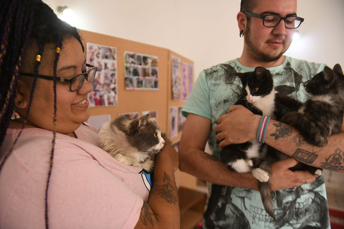 Alberdi. Hydra, la joven que rescata gatos y los da en adopción(Ramiro Pereyra/La Voz).