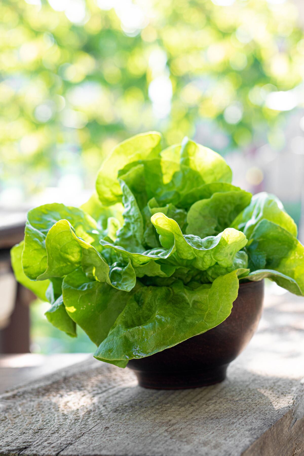 La lechuga fresca puede conservarse varios días más si se controla la humedad y el aire en la heladera. (Freepik)