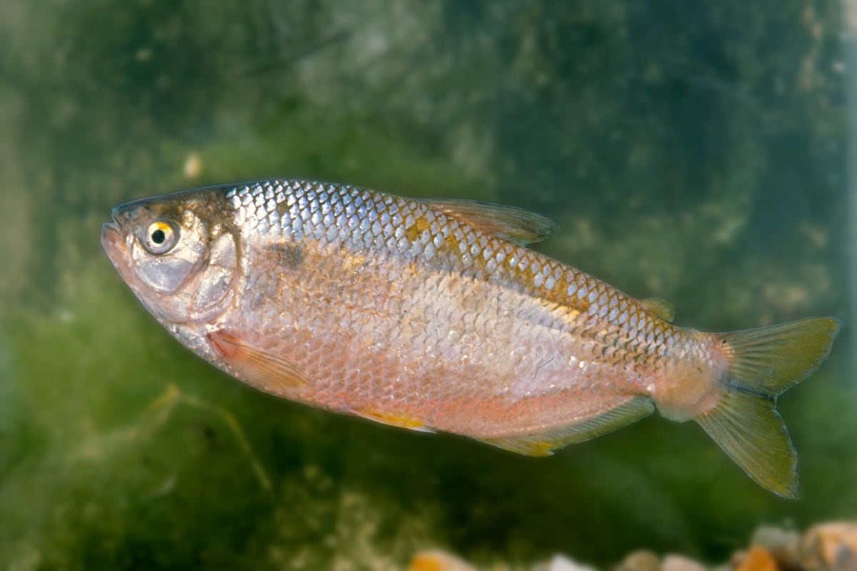La fauna inctícola cordobesa está amenazada por la contaminación y otros factores humanos y ambientales.