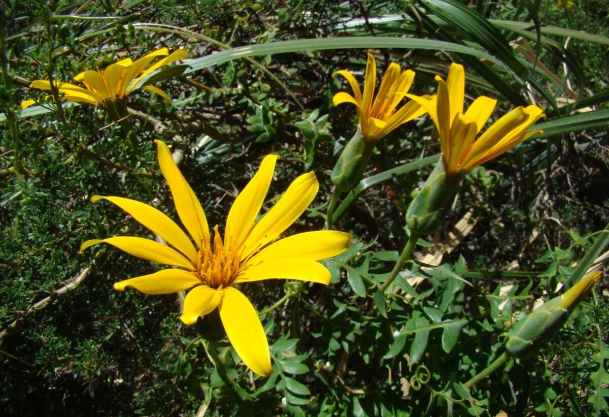 Mutisia. Mutisia es quizás la especie vegetal que está más cerca de desaparecer.
