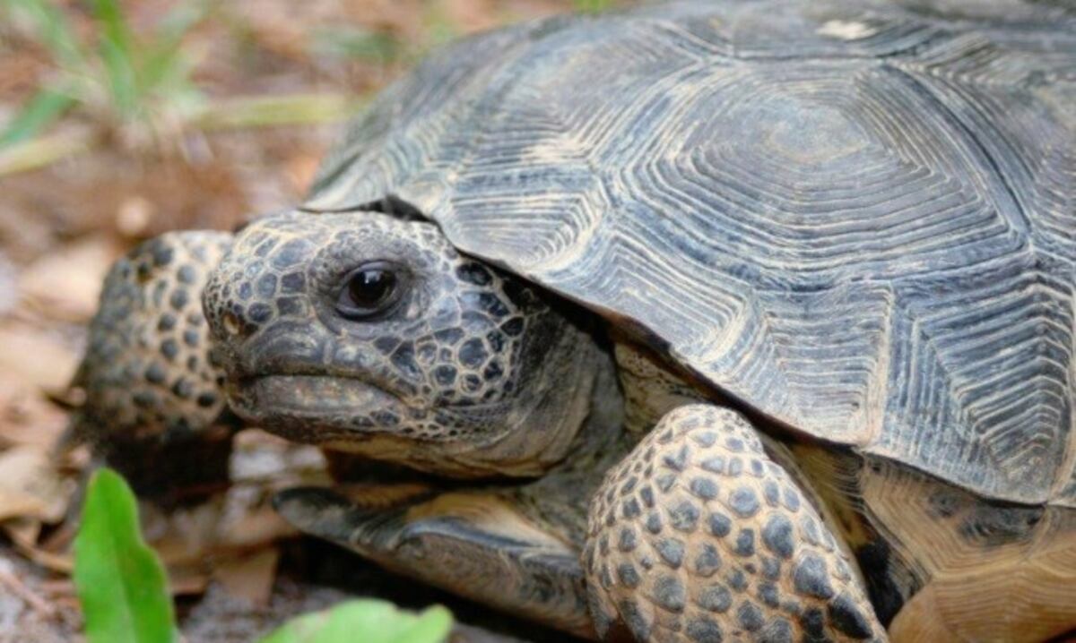 Tortuga argentina (Chelonoidis chilensis). (Foto archivo / La Voz)