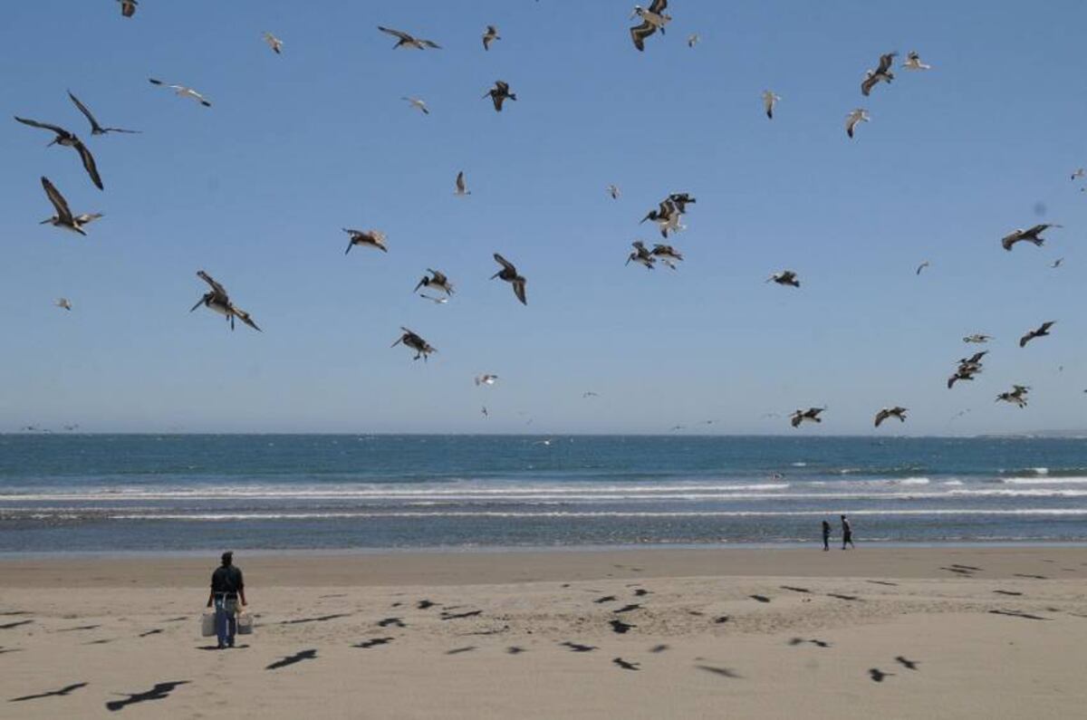La fauna silvestre en alerta por la presencia de de gripe aviar en muchos países.