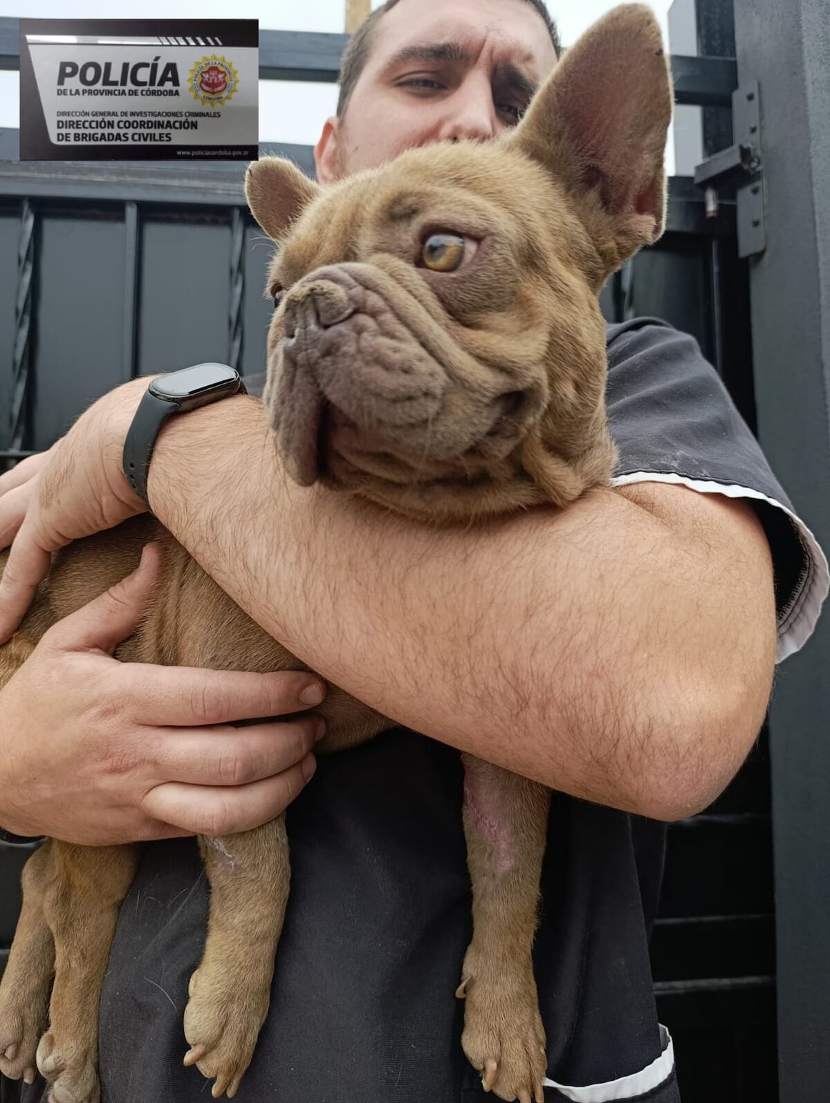 Secuestro de perros. (Policía)