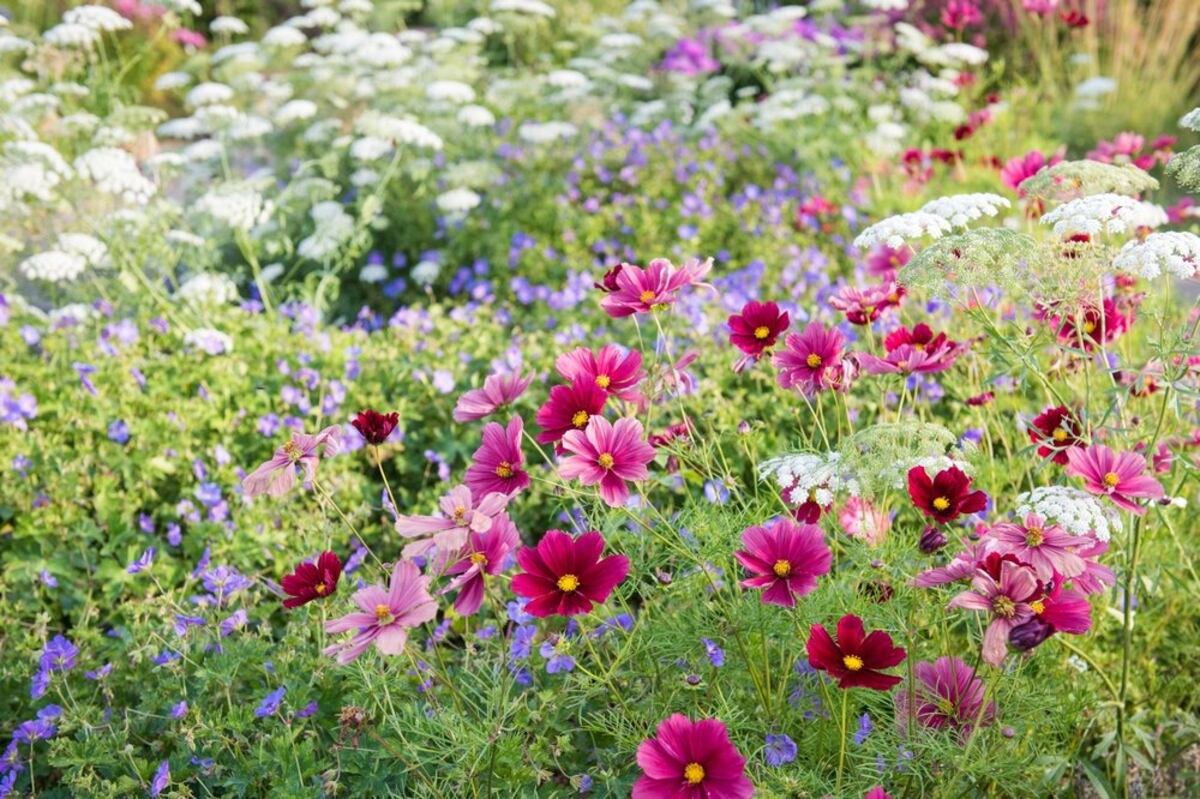 Tres plantas ideales para sembrar en noviembre y lograr un jardín vibrante en pleno verano