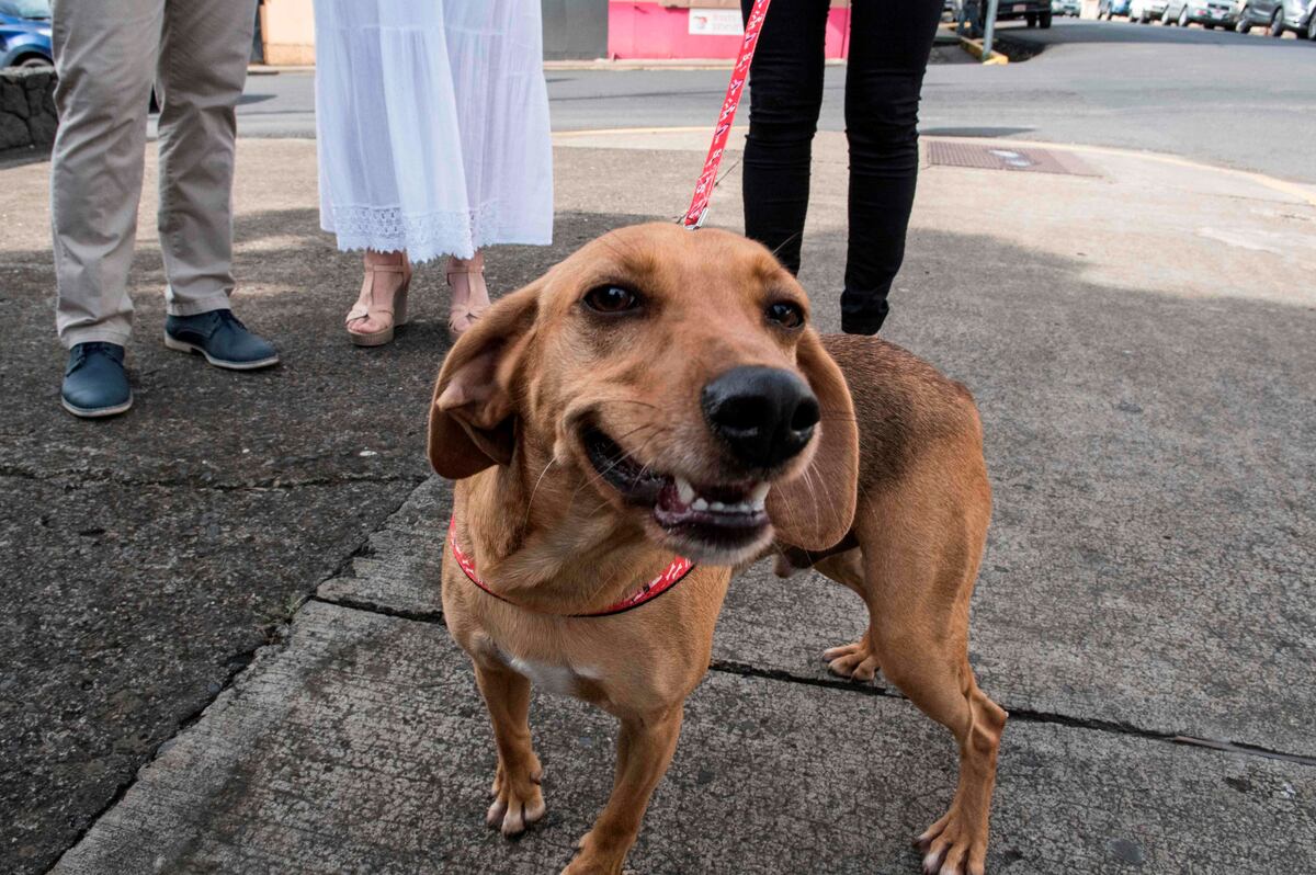 Los peligros ocultos del collar en los perros