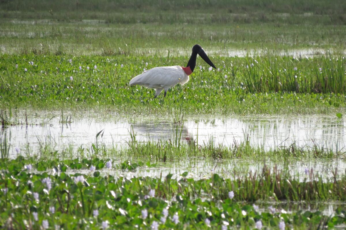 El área protegida a nivel provincial supera el millón de hectáreas. Los Esteros del Iberá son uno de los humedales más grandes del mundo y se ubican en el centro-norte de Corrientes. (Gentileza: Graciela Cutuli)