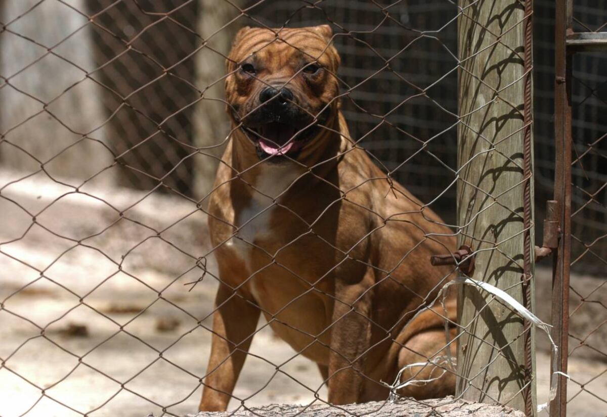 Perros potencialmente peligrosos (Archivo)