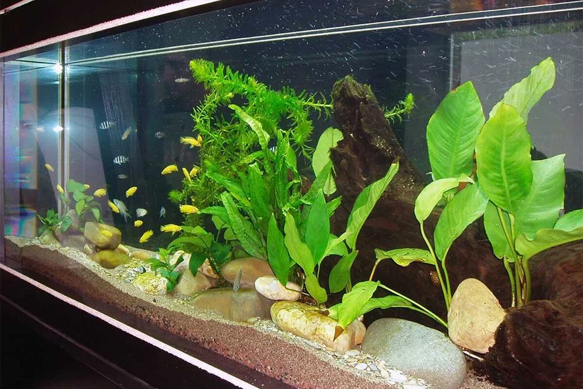 Vegetación. Varía según los peces, el tamaño y el tipo de acuario.