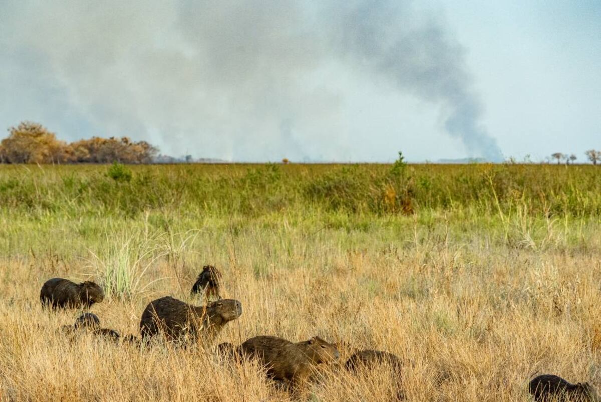 La quema de sus espacios naturales afecta la fauna silvestre. (Matías Rebak / Fundación Rewilding Argentina)