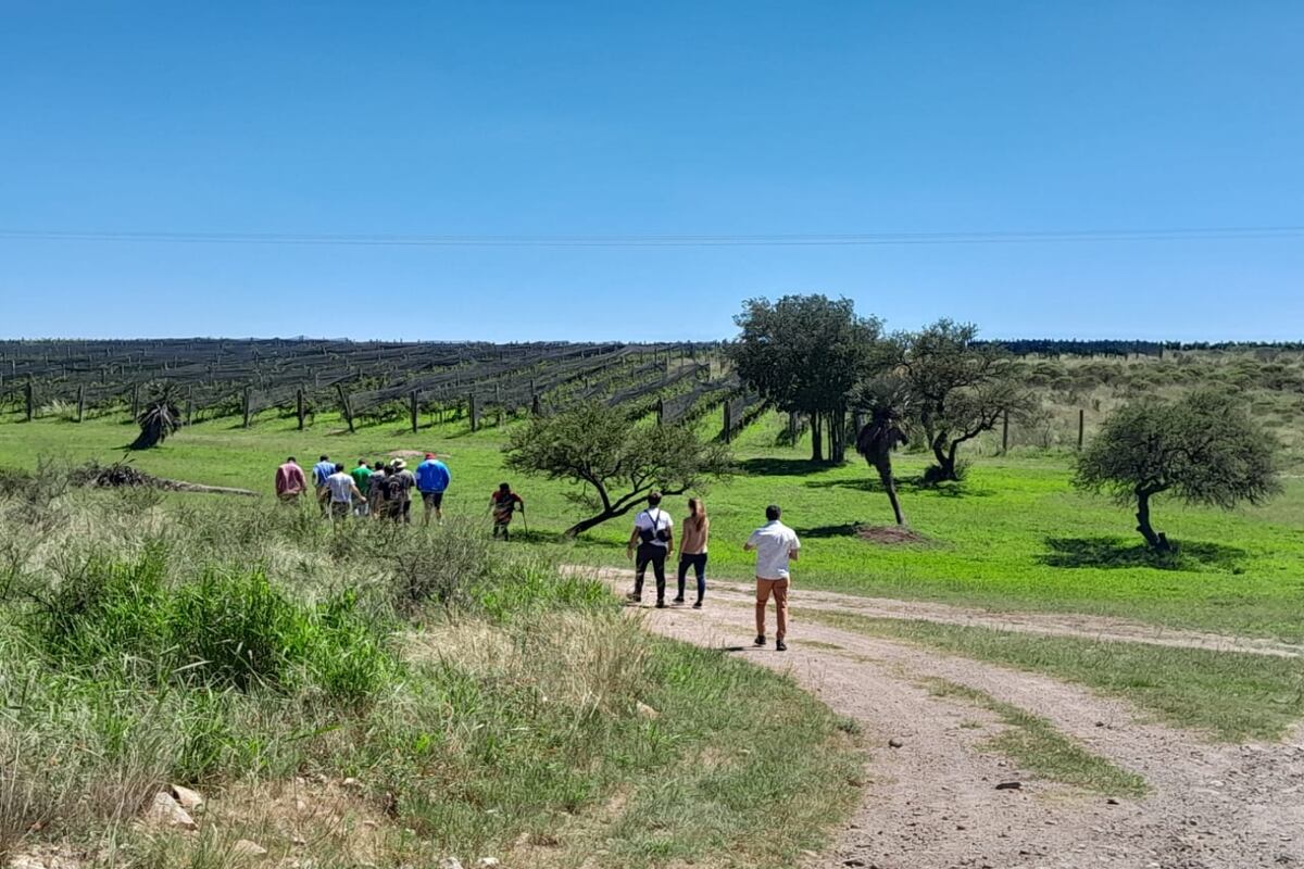 Después de beber la infusión, el recorrido sigue con una breve caminata hasta el viñedo. (foto: Cecilia Mansilla)