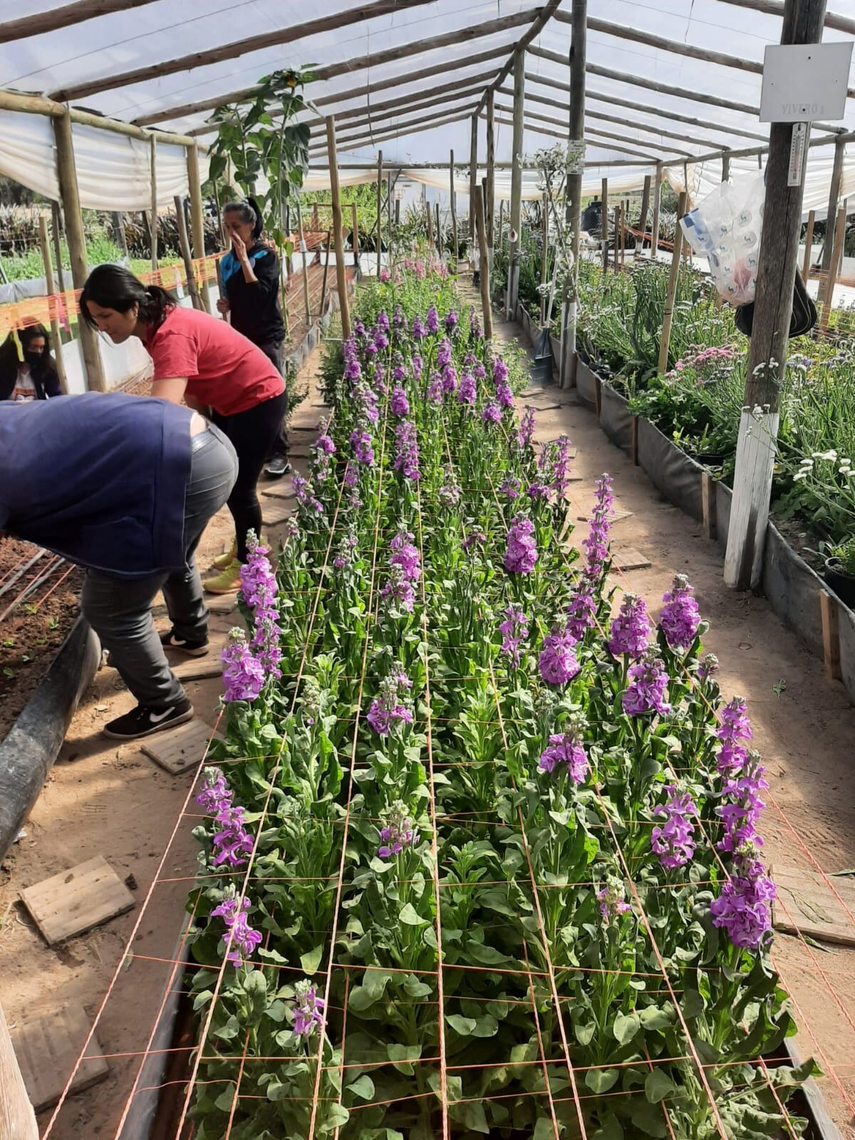 Flores producidas en Obispo Trejo.
