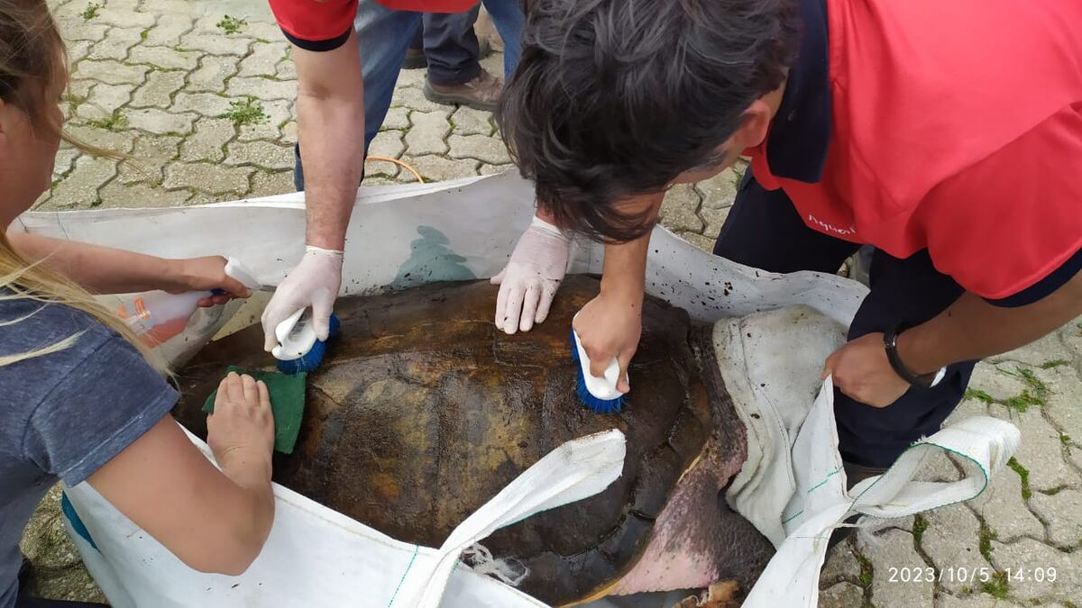 El tortugo Jorge cuando fue trasladado de Mendoza a Mar del Plata.