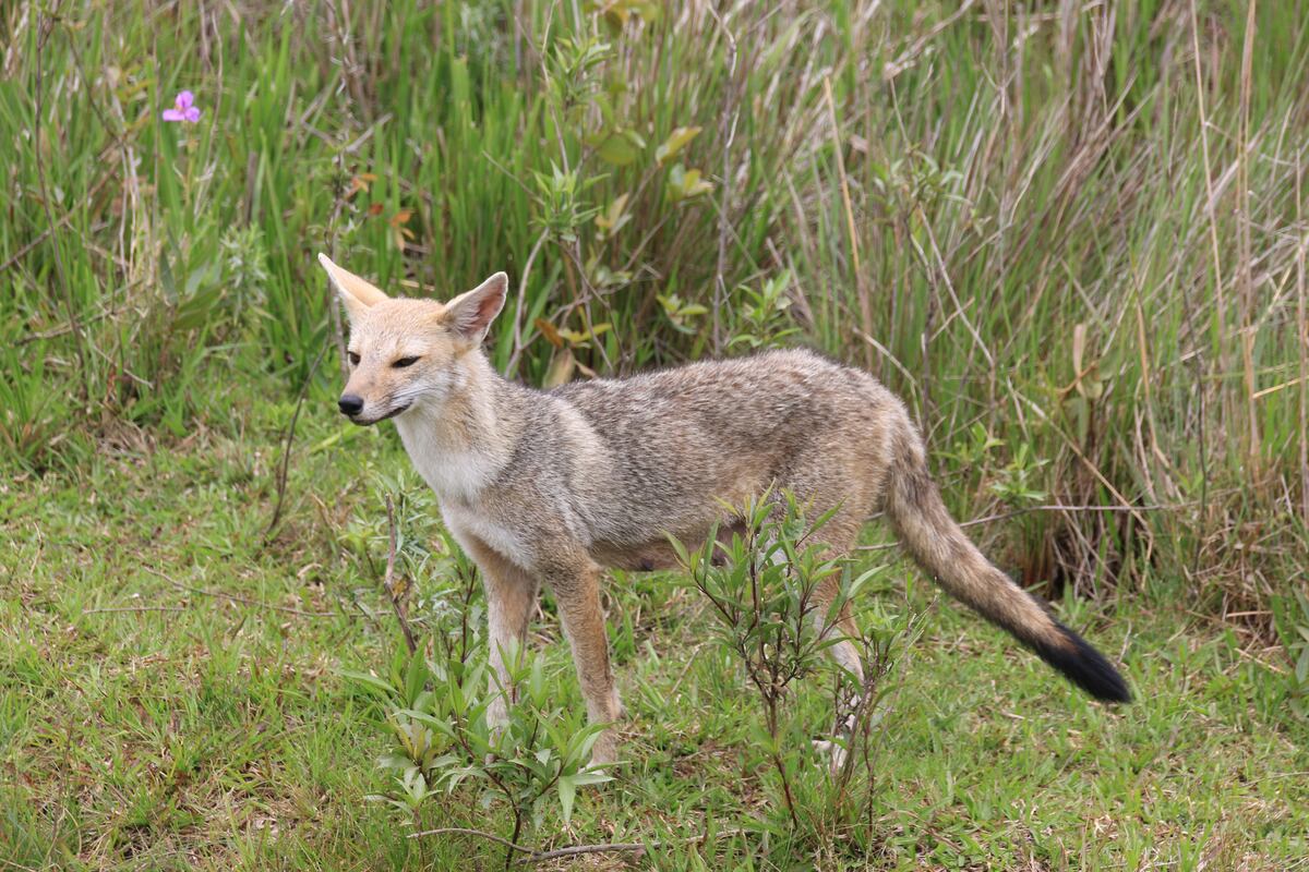 Joven zorro gris: especie que se puede cruzar al transitar los caminos internos del Iberá. (Gentileza: Graciela Cutuli)