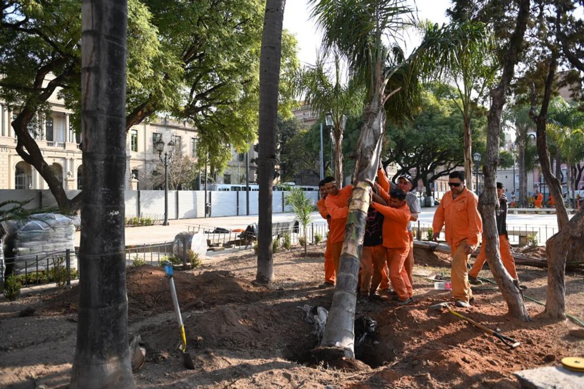 Así avanzan los trabajos de remodelación de la Plaza Colón. La Municipalidad dio a conocer nuevas imágenes de este martes y la colocación de unos 40 árboles de gran porte. (Municipalidad de Córdoba)
