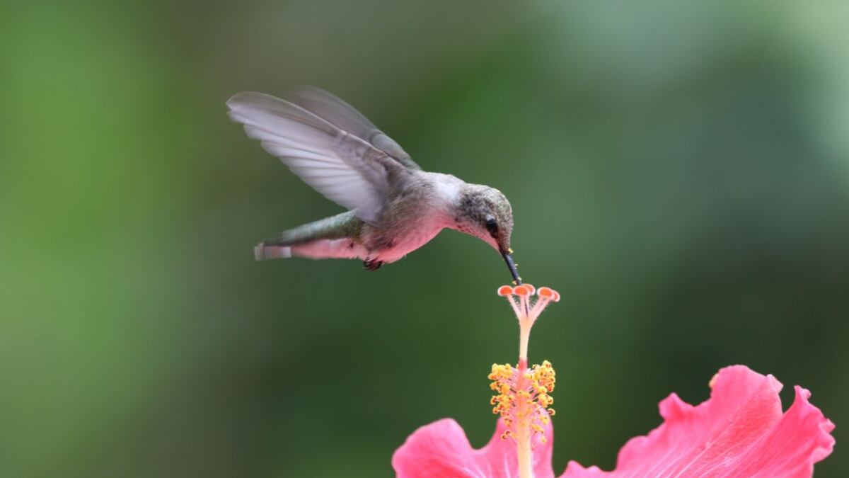 Un colibrí sobre una flor.