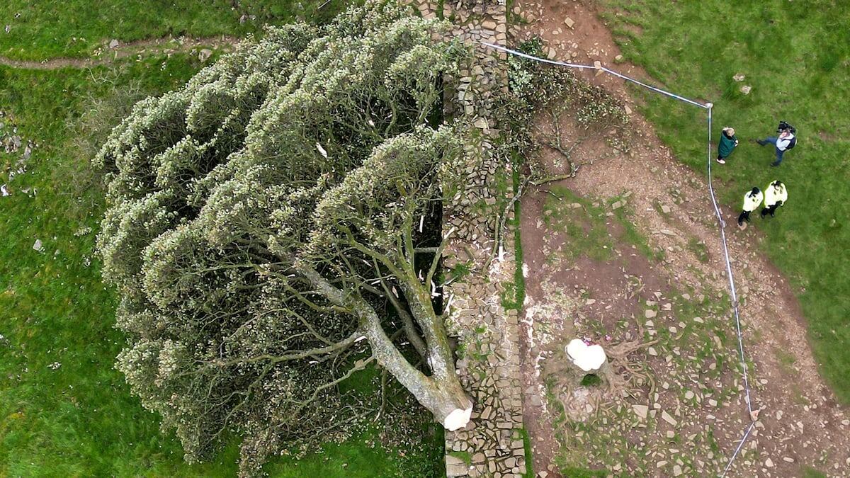 Dos hombres talaron un arce de 300 años y los condenaron a cuatro años de prisión. (Gentileza El País)