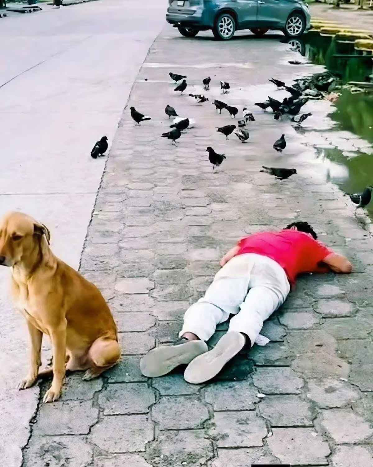 El perro permaneció junto a su dueño durante toda la noche y evitó que desconocidos se acercaran mientras dormía en la vía pública. (Gentileza El Heraldo de México)