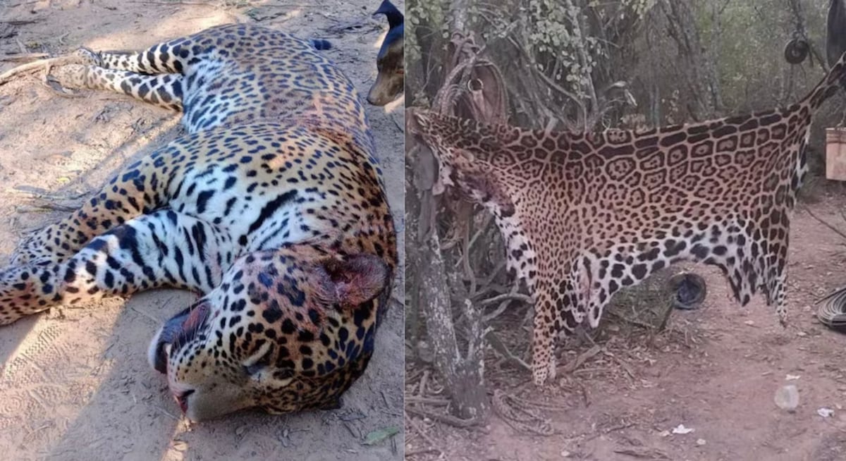 Después de matar al animal, lo despellejaron y se lo comieron. (Infobae)