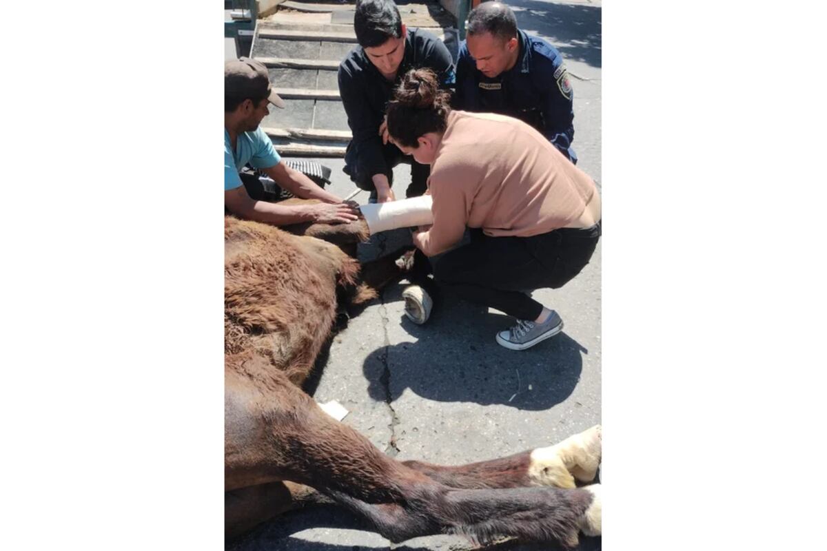 El caballo se desplomó y se fracturó. (Policía de Córdoba)