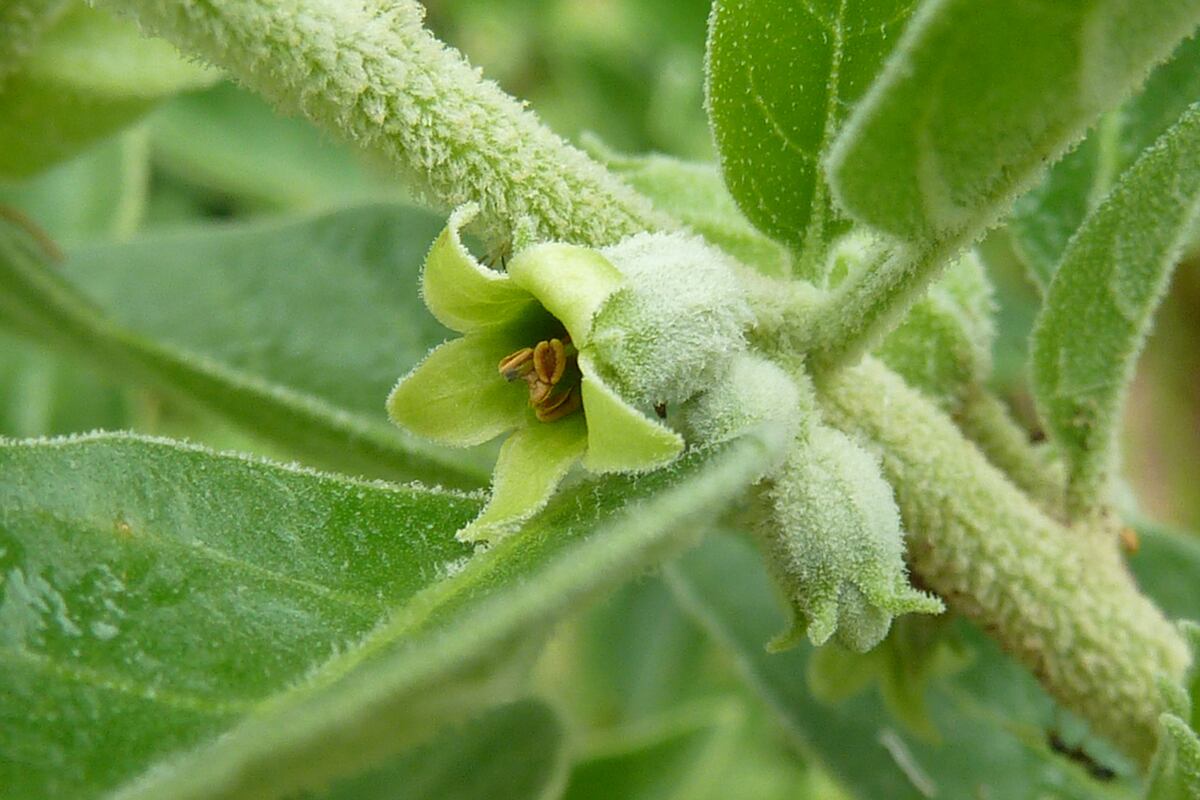 Withania somnifera, la hierba milenaria que reduce el estrés, mejora el sueño y equilibra las hormona. (Gentileza www.britannica.com)