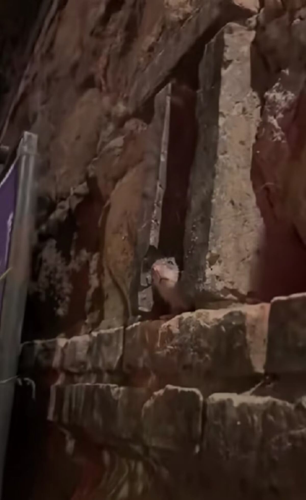 Insólito en Roma: la rata que arruinó una cita romántica y desató una ola de memes virales