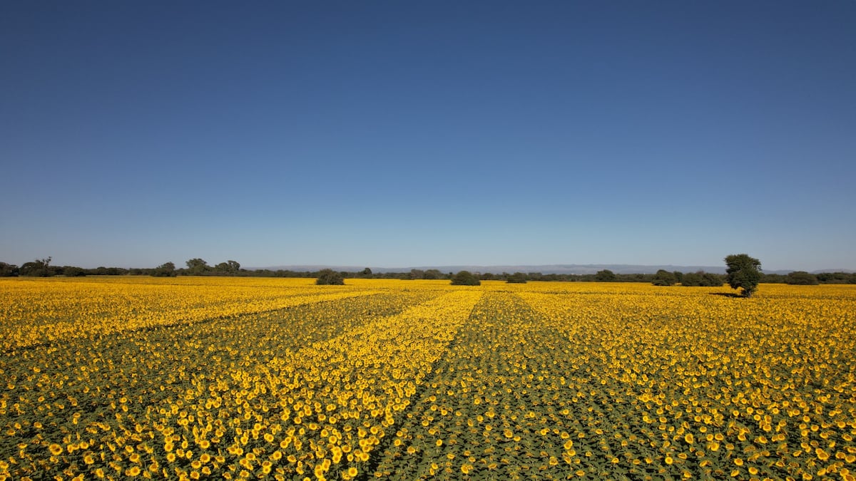 HABITANTE DEL NORTE. En el establecimiento La Florida, al este de Jesús María en el departamento Colón, el cultivo de girasol se metió en la rotación y lo hizo con muy buen desempeño agronómico y productivo. (Gentileza Establecimiento La Florida)