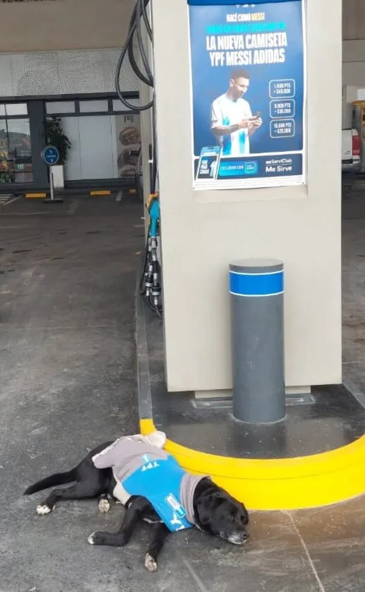 Perrito playero en la estación de La Puerta en Córdoba. (Diario del Pueblo)