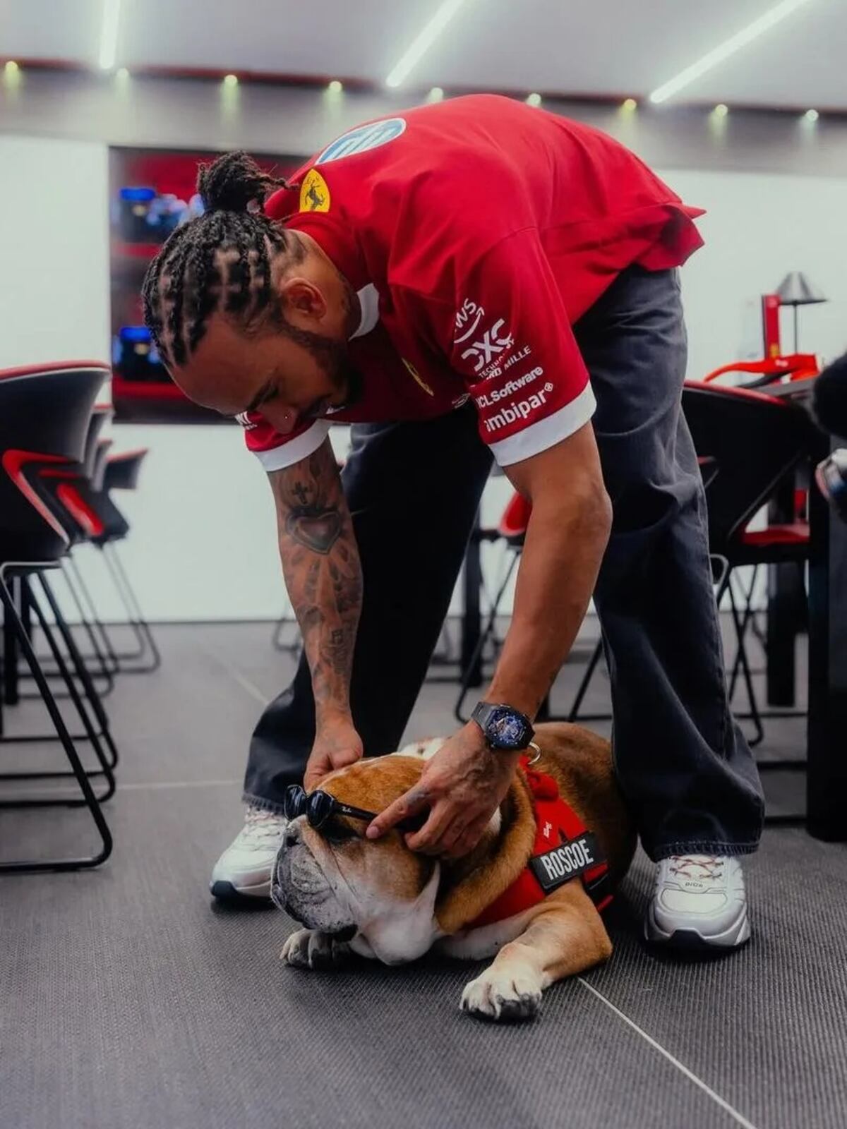 Roscoe, el bulldog que cambió la vida de Lewis Hamilton: de mascota fiel a estrella de la Fórmula 1 y embajador del veganismo