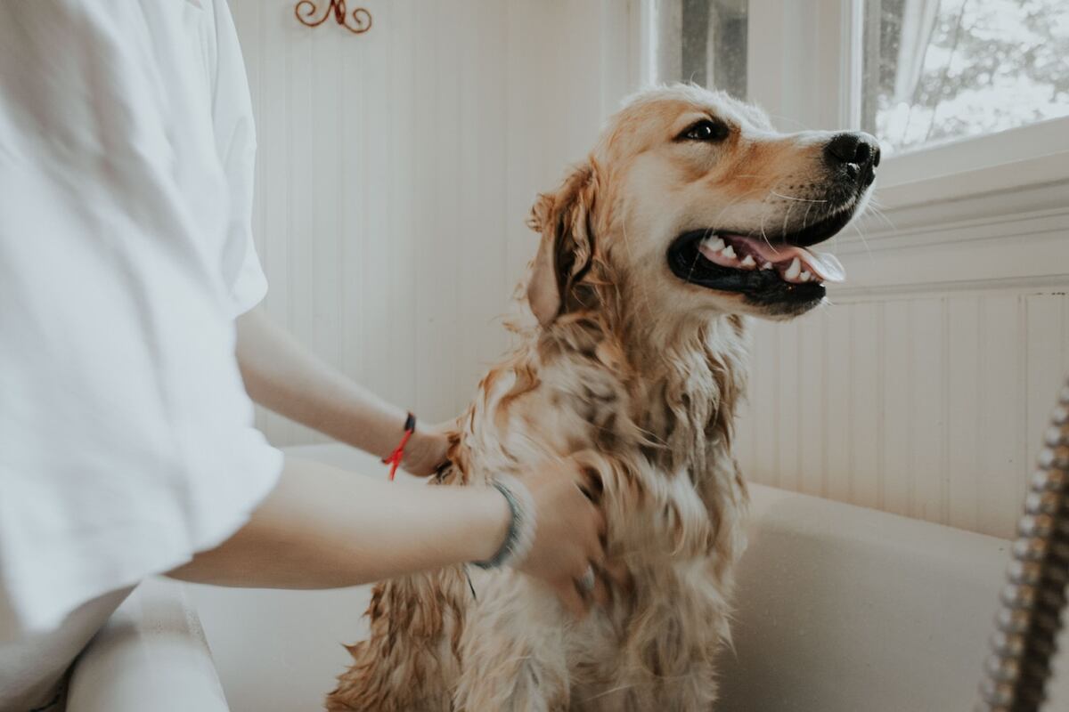 Cada cuánto conviene bañar a tu perro según los expertos