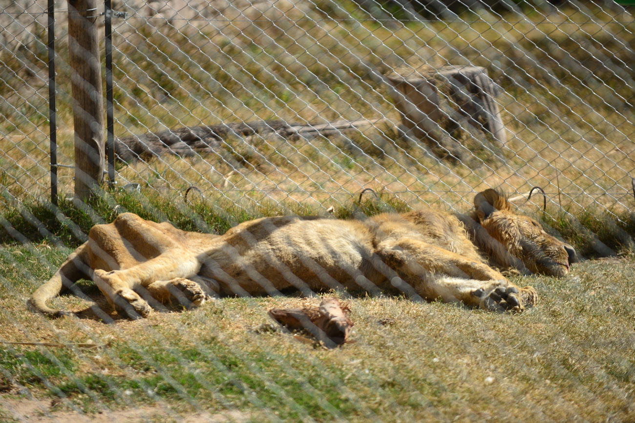 Tango, el león del zoológico está muy viejo. (Nicolás Bravo / La Voz)