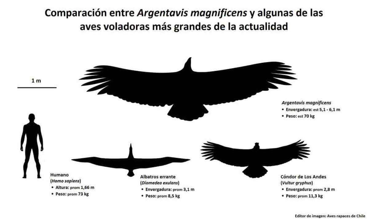 El teratorno comparado con un ser humano y otras aves actuales. (Foto / Aves Rapaces de Chile Facebook)