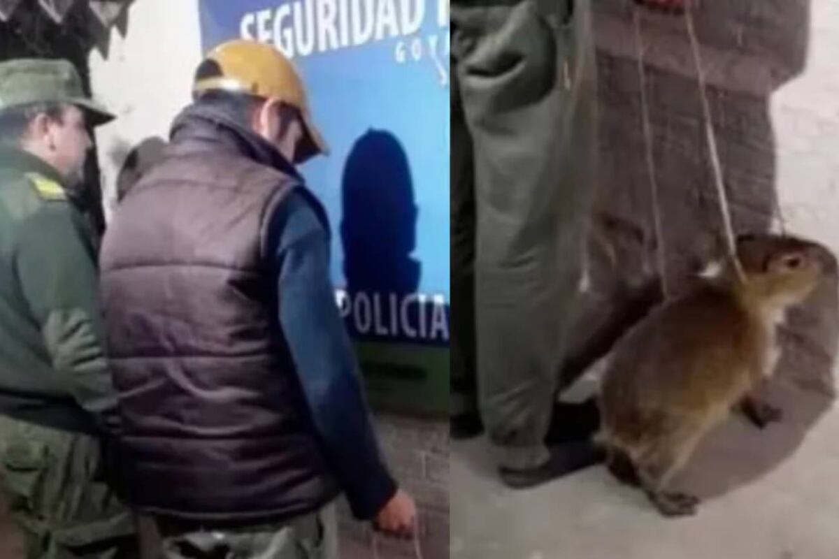 Una denuncia anónima alertó en la noche del jueves a la Policía de que el sospechoso intentaba hacer negocios con un animal silvestre. (Gentileza El Libertador).