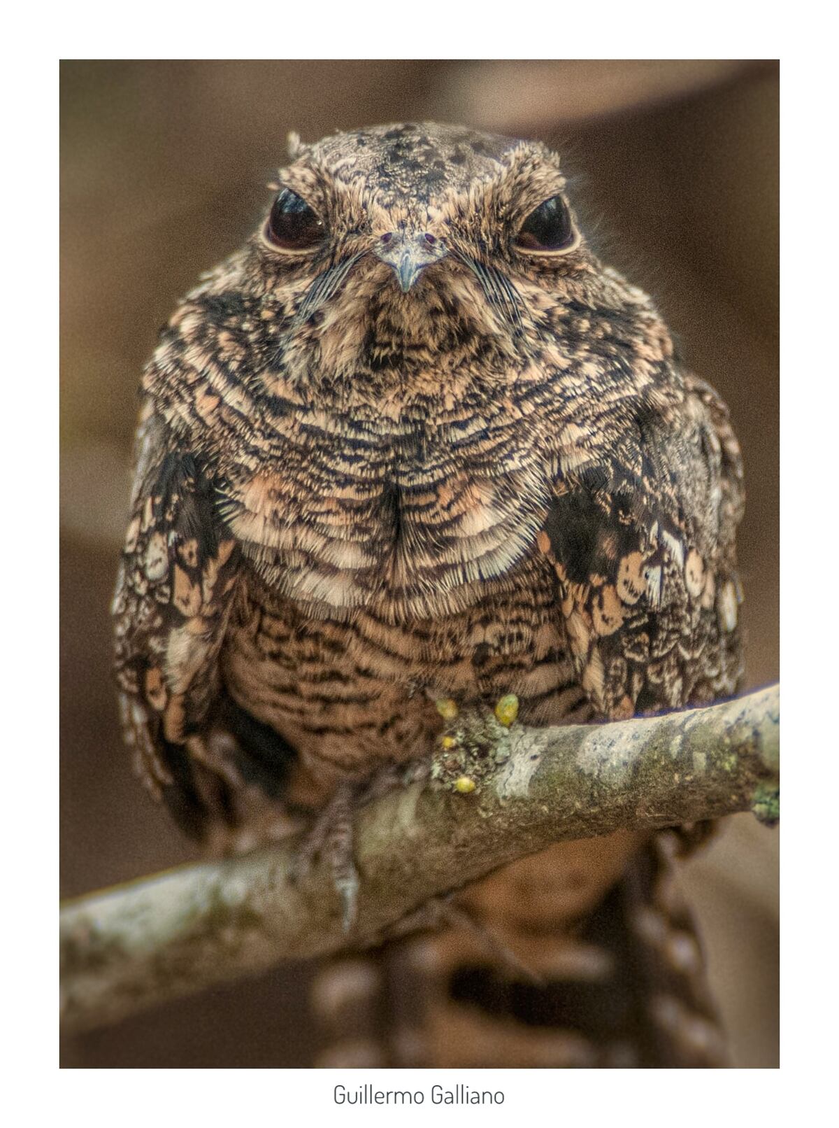 Atajacamino tijera (Hydropsalis torquata). Una de las especies que puede encontrarse en la Reserva Natural Urbana San Martin.