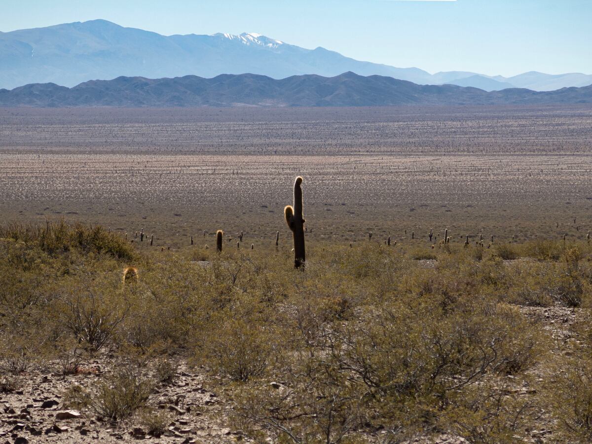 Parque Nacional Los Cardones. Son 64 mil hectáreas a 2.600 metros de altura, donde se han encontrado dinosaurios de más de 70 millones de años. (Gentileza: Mario Cherrutti)