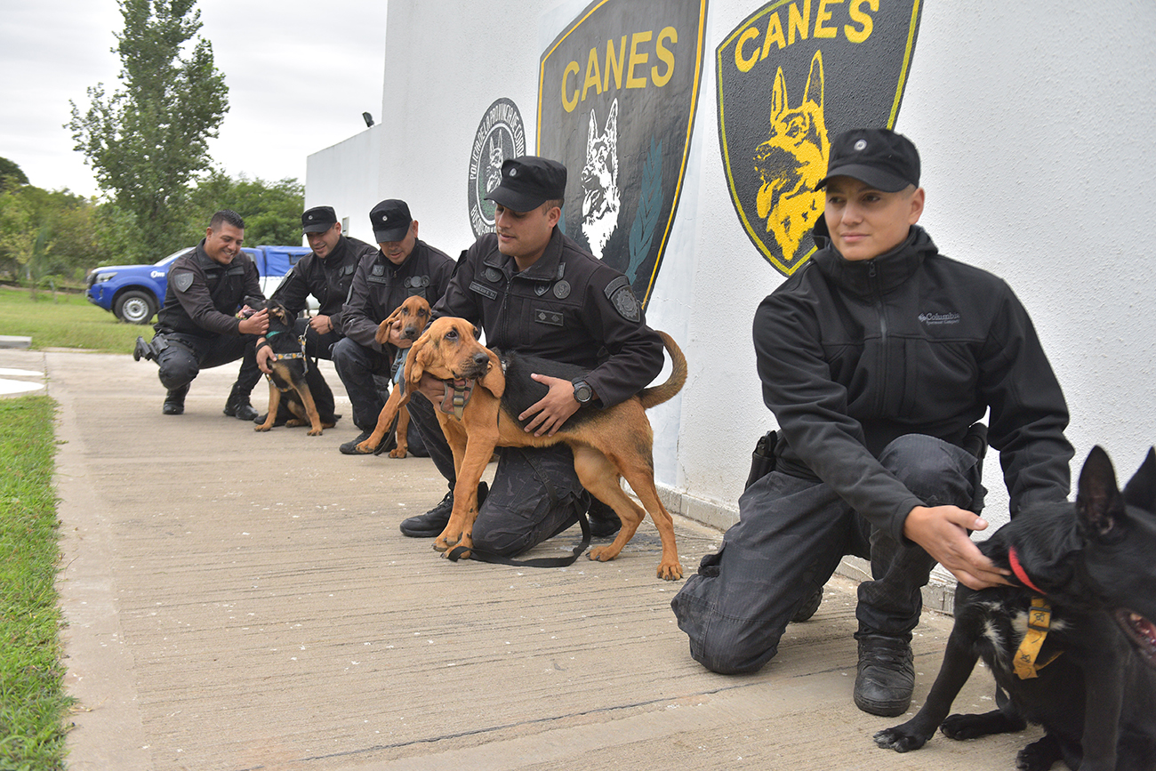 En los útlimos meses la División Canes sumó a sus filas 12 pastores alemanes y dos Pastores de San Humberto o "Bloodhounds". (José Gabriel Hernández / La Voz)