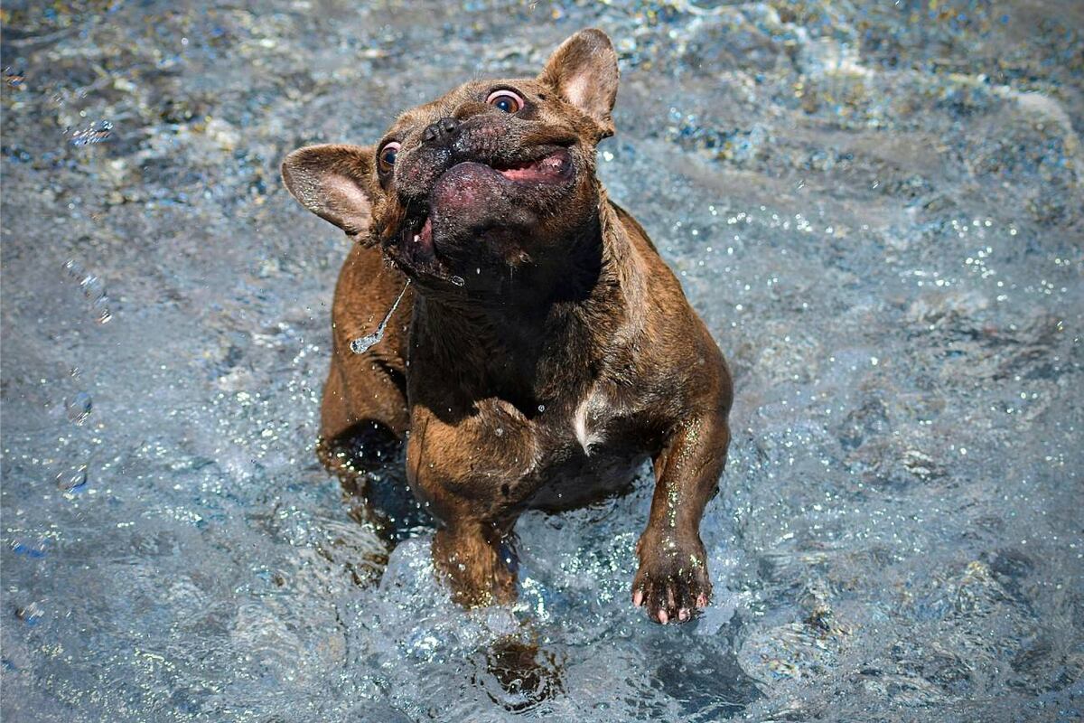 A los perros les encanta jugar en el agua pero, ¿qué tan buena idea es que se metan a la pileta? (Unsplash)