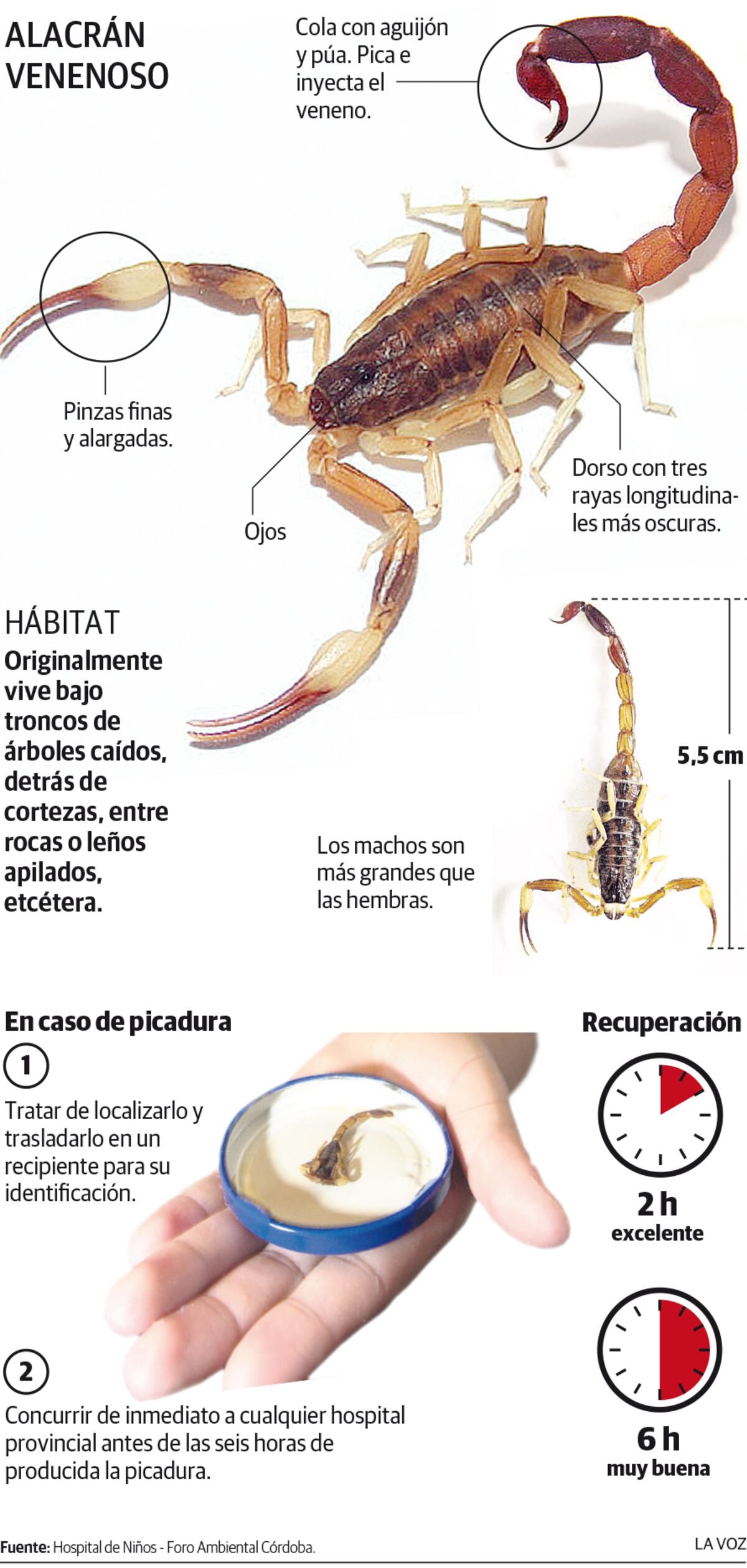 Características del Alacrán venenoso