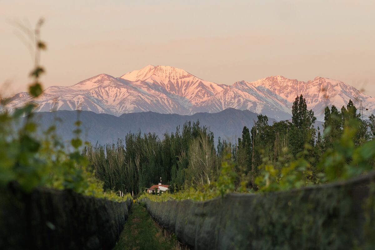 Finca Bandini, una bodega al pie de la cordillera de los Andes (Javier Ferreyra/ LVI).