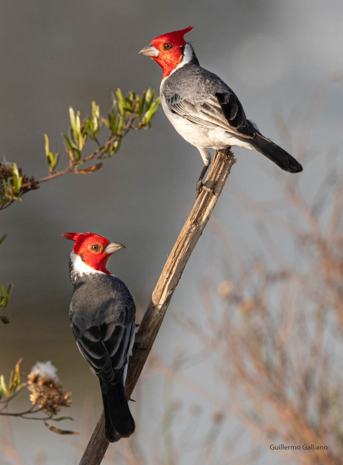 Aves de Córdoiba (Guillermo Galliano - Fundación Mil Aves)