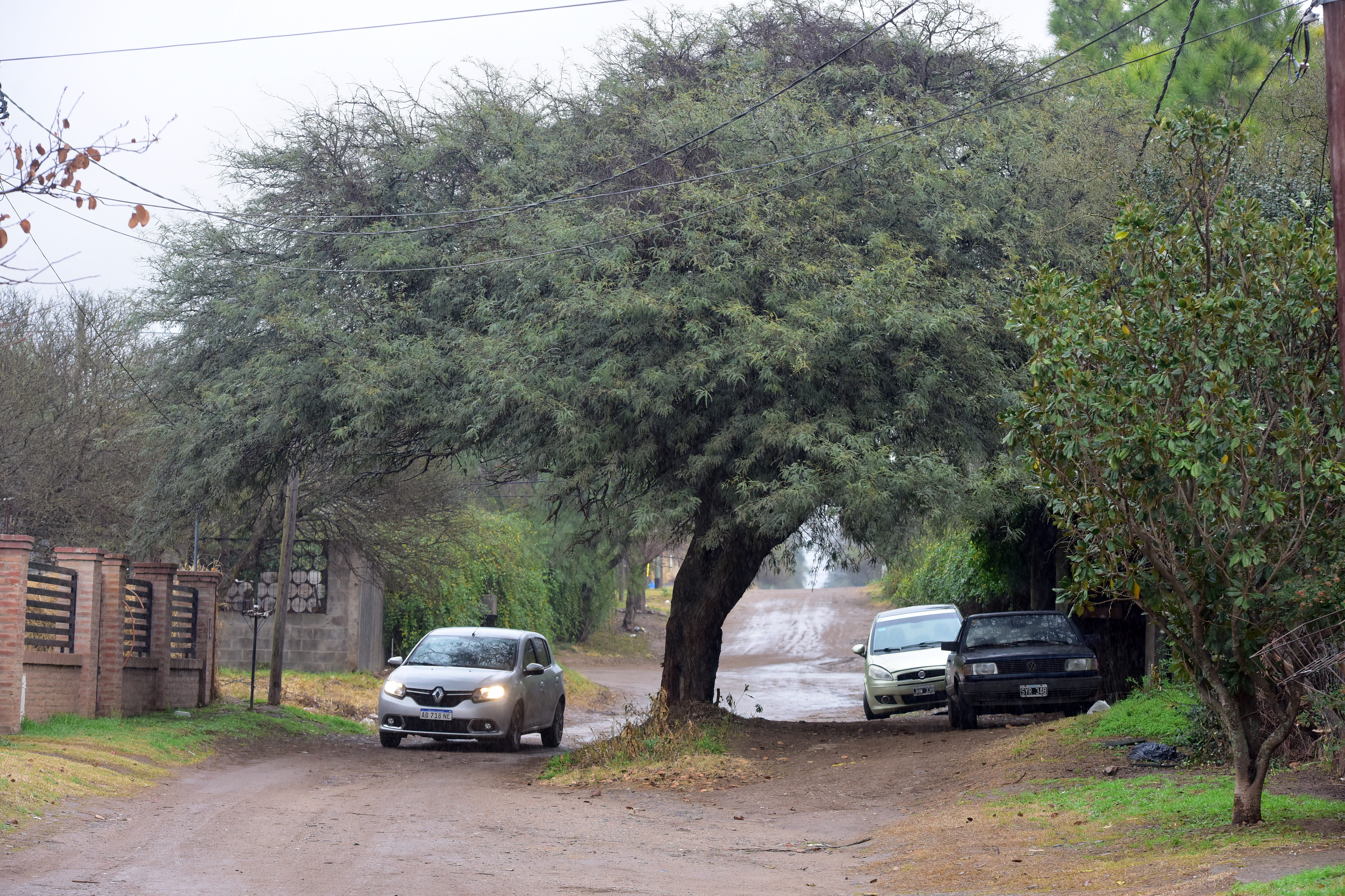 Arboles que se conservaron en Talar mendiolaza Córdoba. (José Gabriel Hernández / la Voz)