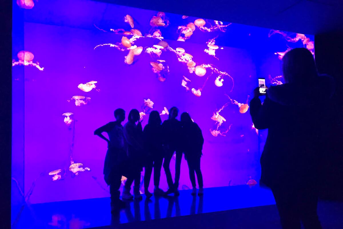Toronto, Acuario.