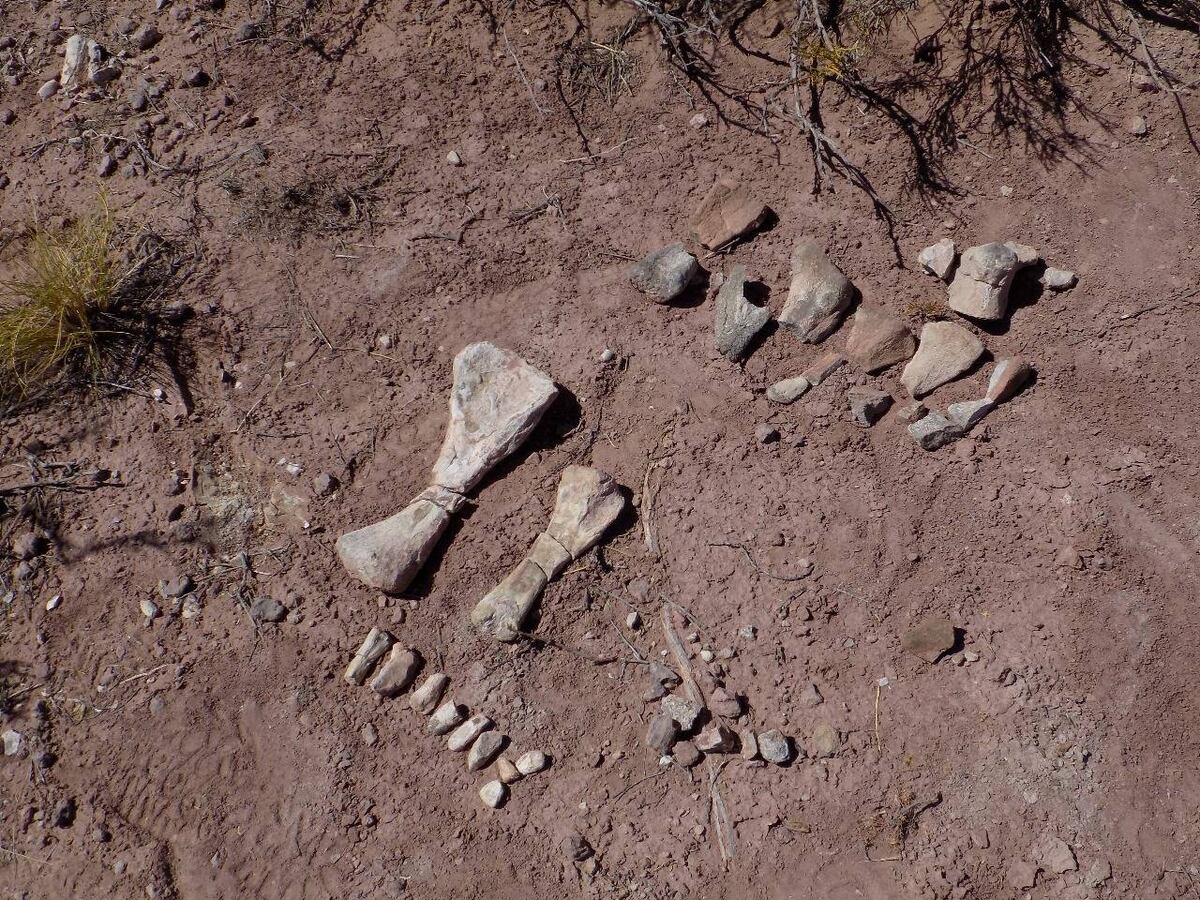 El equipo trabaja en la zona del hallazgo, cerca de Rincón de los Sauce ( Gentileza / Dr.Leonardo Filippi ).