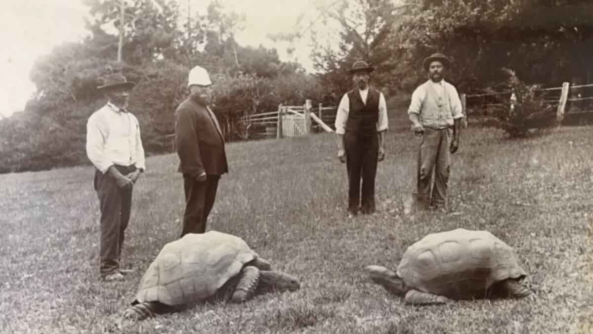 La tortuga más longeva del mundo.