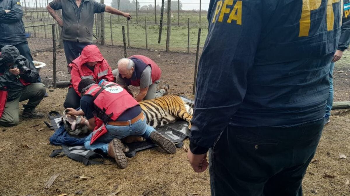 Mar del Plata. Los tigres de bengala rescatados.